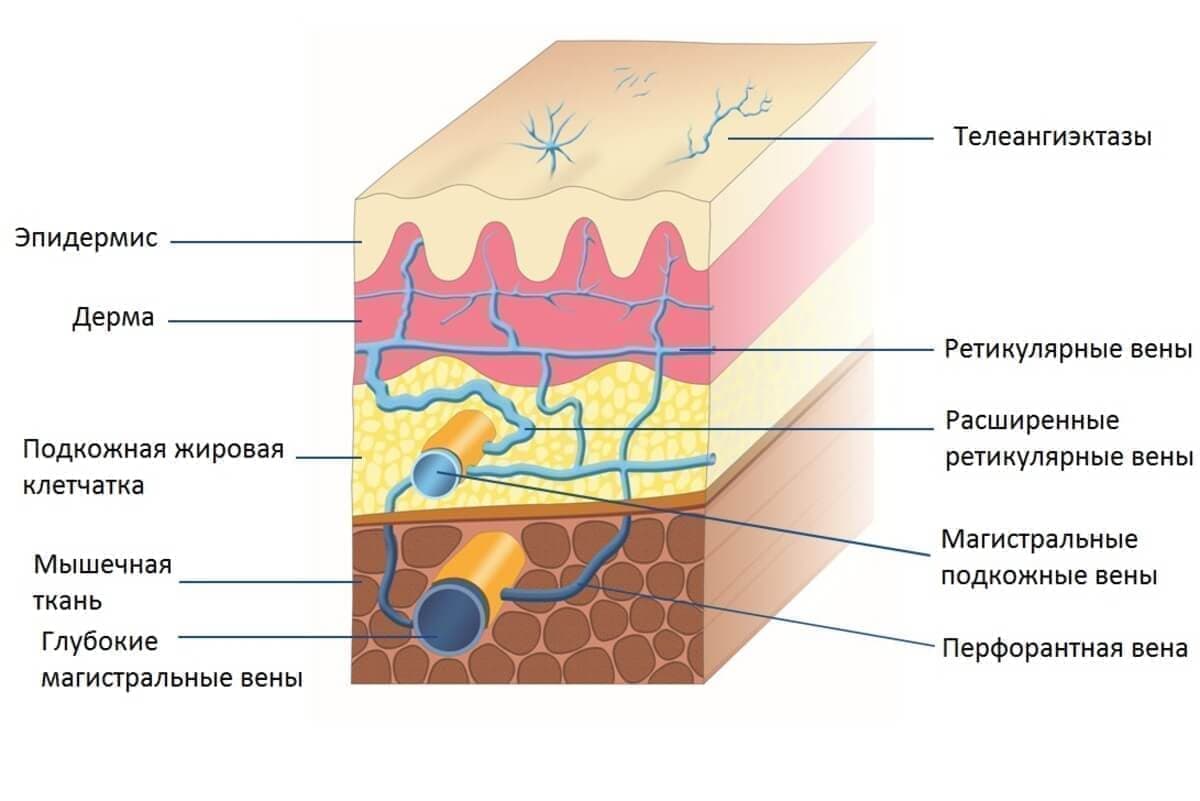 Кожа с венулами